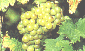 muscat