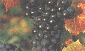 pinotn