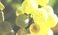 riesling