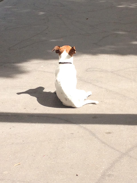 chienquipense